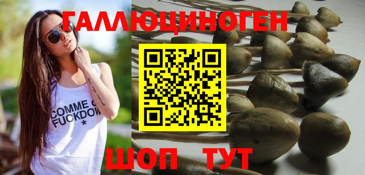 Псилоцибиновые грибы Psilocybine cubensis  Ялта 